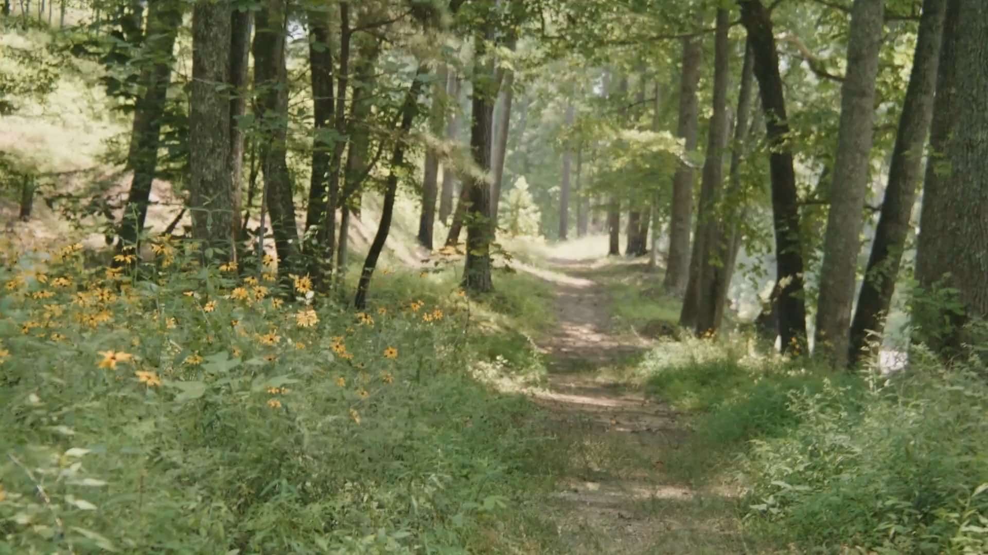 A wooded hiking corridor